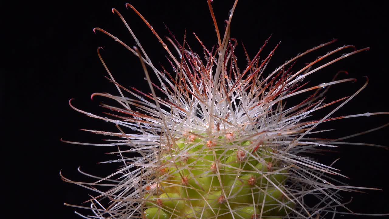 植物收藏中有刺的长刺仙人掌视频素材