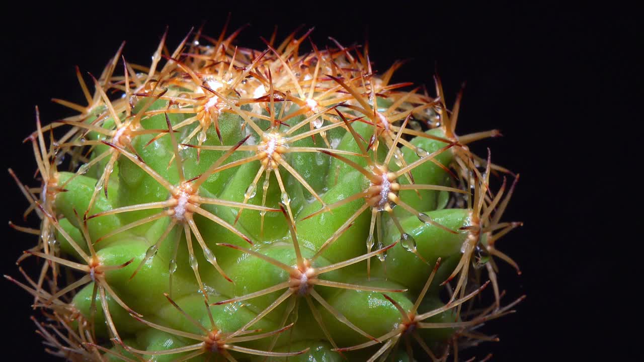 植物收藏中的圆刺仙人掌视频下载