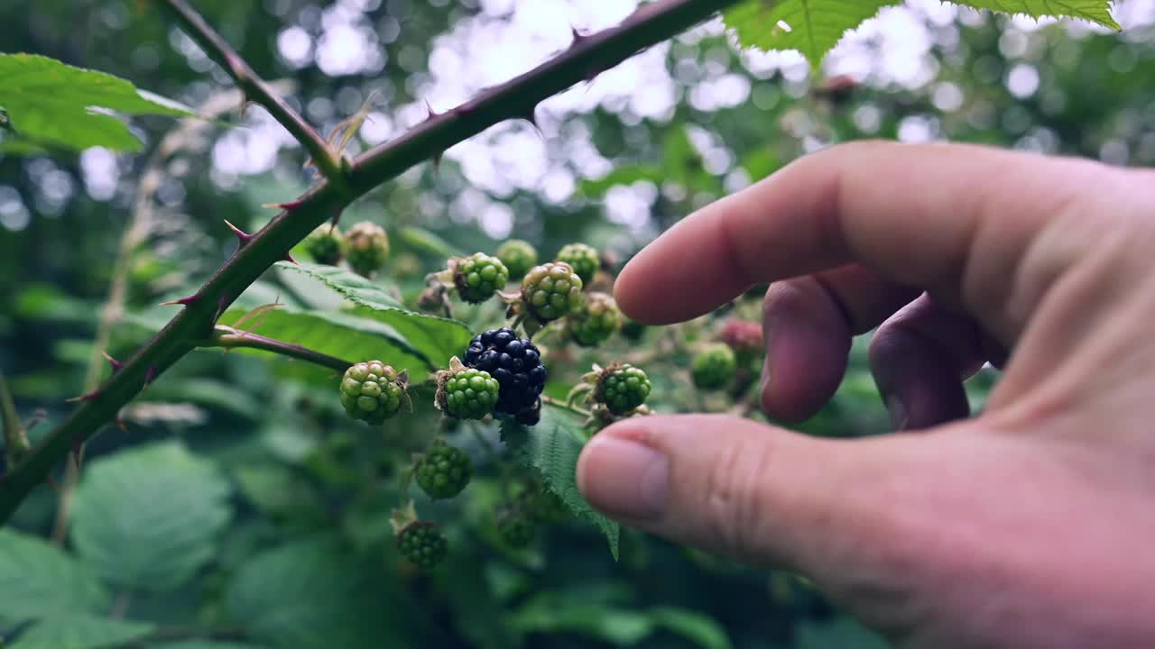 在乡下的灌木丛中，成熟的黑莓随时可以吃视频素材