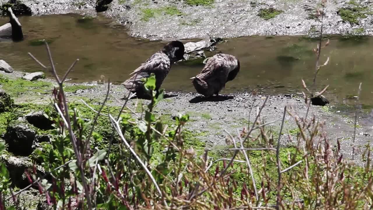 两只鸭子在排水溪流边梳理视频素材