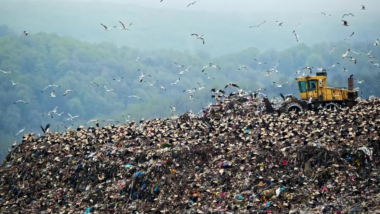 在城市垃圾场觅食的鸟儿视频下载