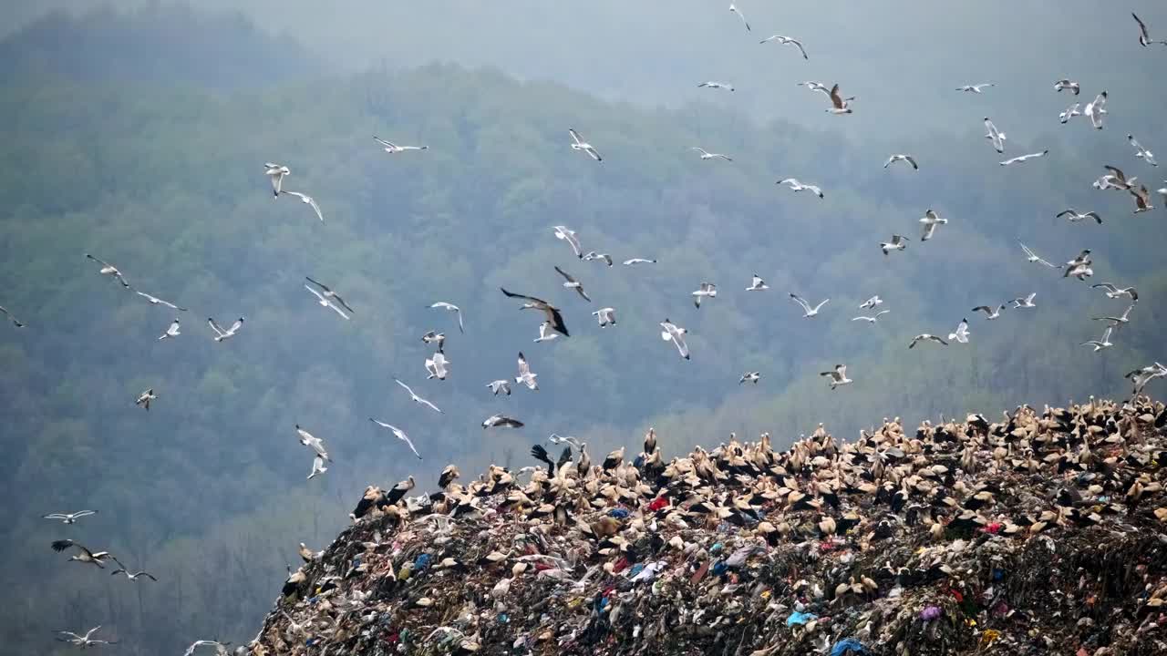 生活在垃圾场的鸟视频下载