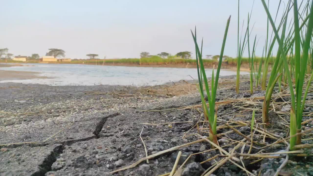 一群草生长在水源附近干涸池塘裂开的土地上视频下载