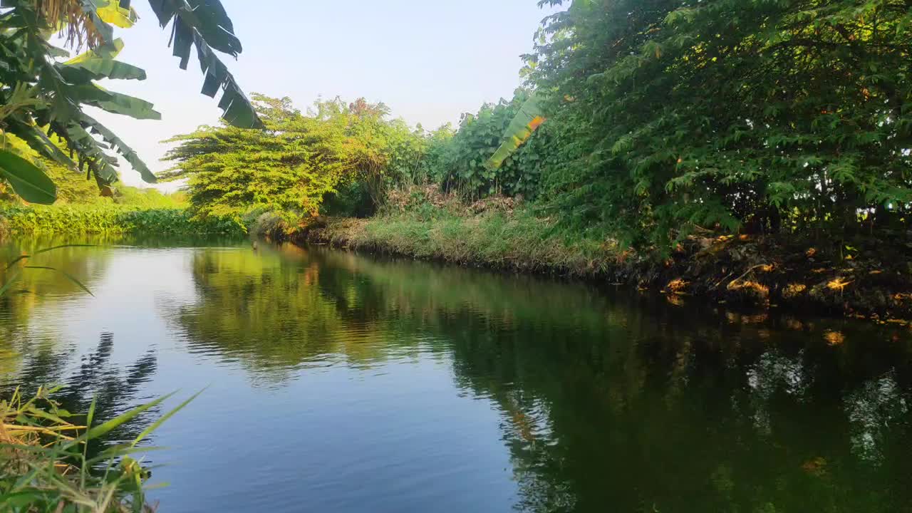 一条安静的河，上面长着水葫芦，周围有树视频下载