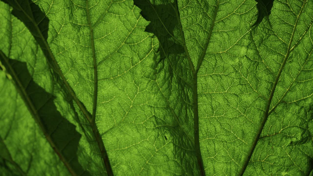 植物风月光视频下载