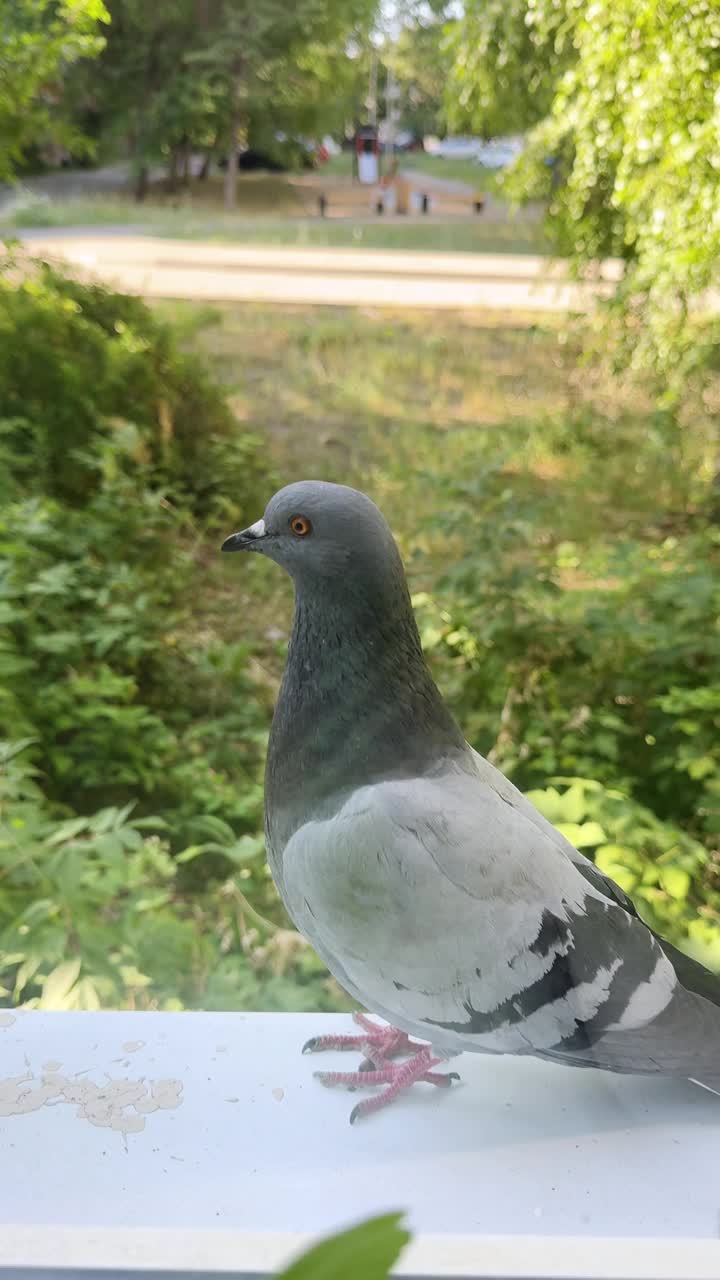 一只灰色的鸽子坐在窗台上，看着窗外，特写镜头视频素材