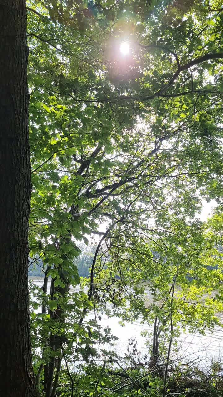 阳光透过树叶照在田园诗般的湖面上。视频下载