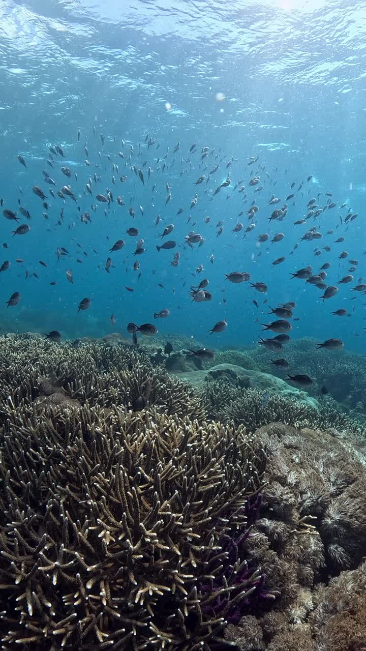 印度尼西亚的海洋生物视频素材