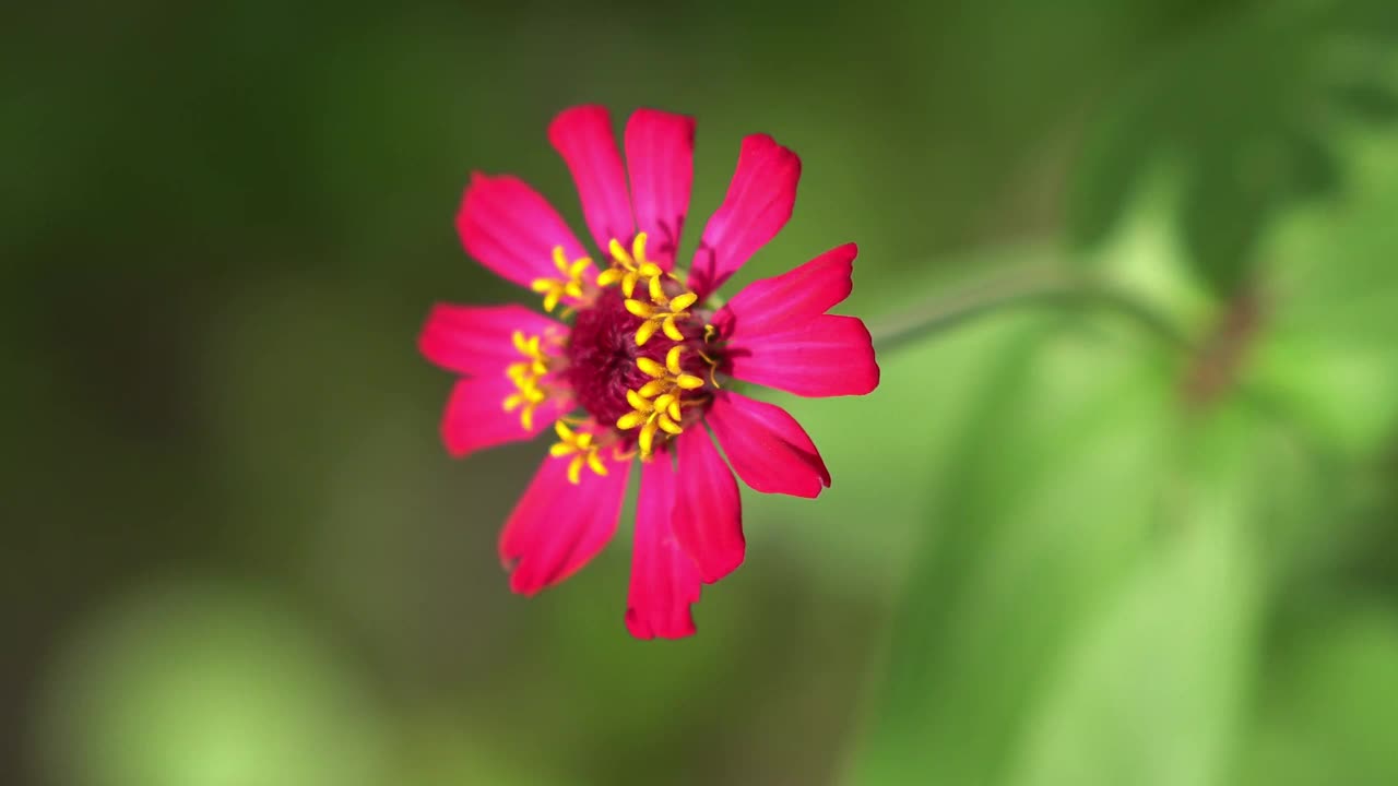 粉红色的百日菊花在阳光下随风摇曳视频下载