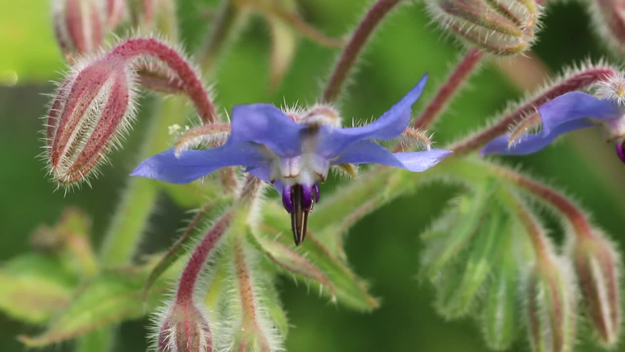 食用琉璃苣花视频下载