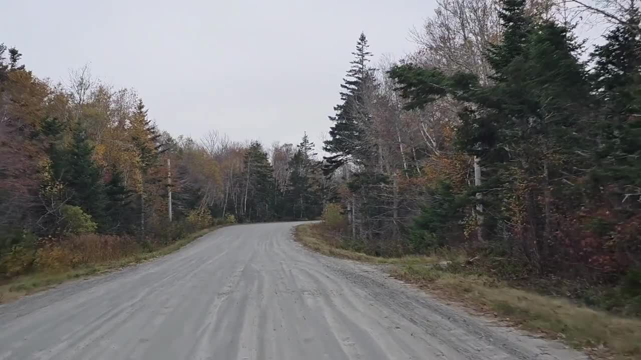 树林里的一条大土路视频素材