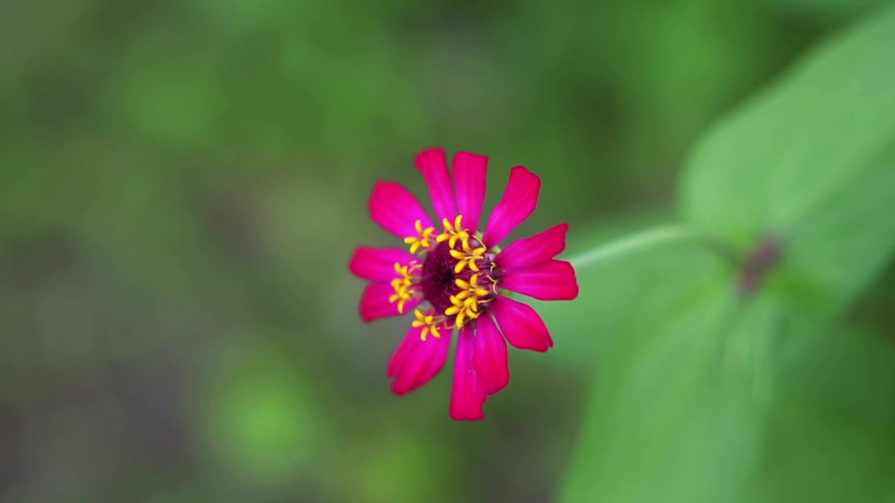 粉红色的百日菊花绽放，在风中缓缓摇曳视频下载