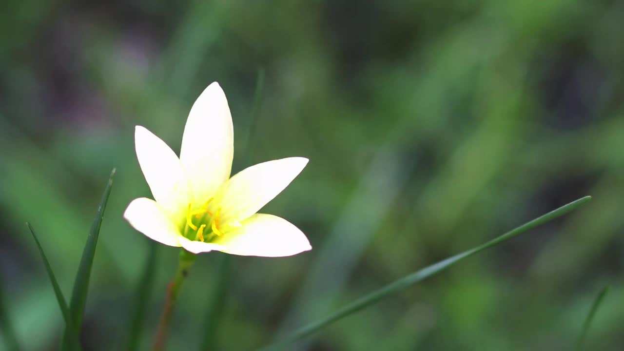 白色的雨百合在风中绽放视频下载