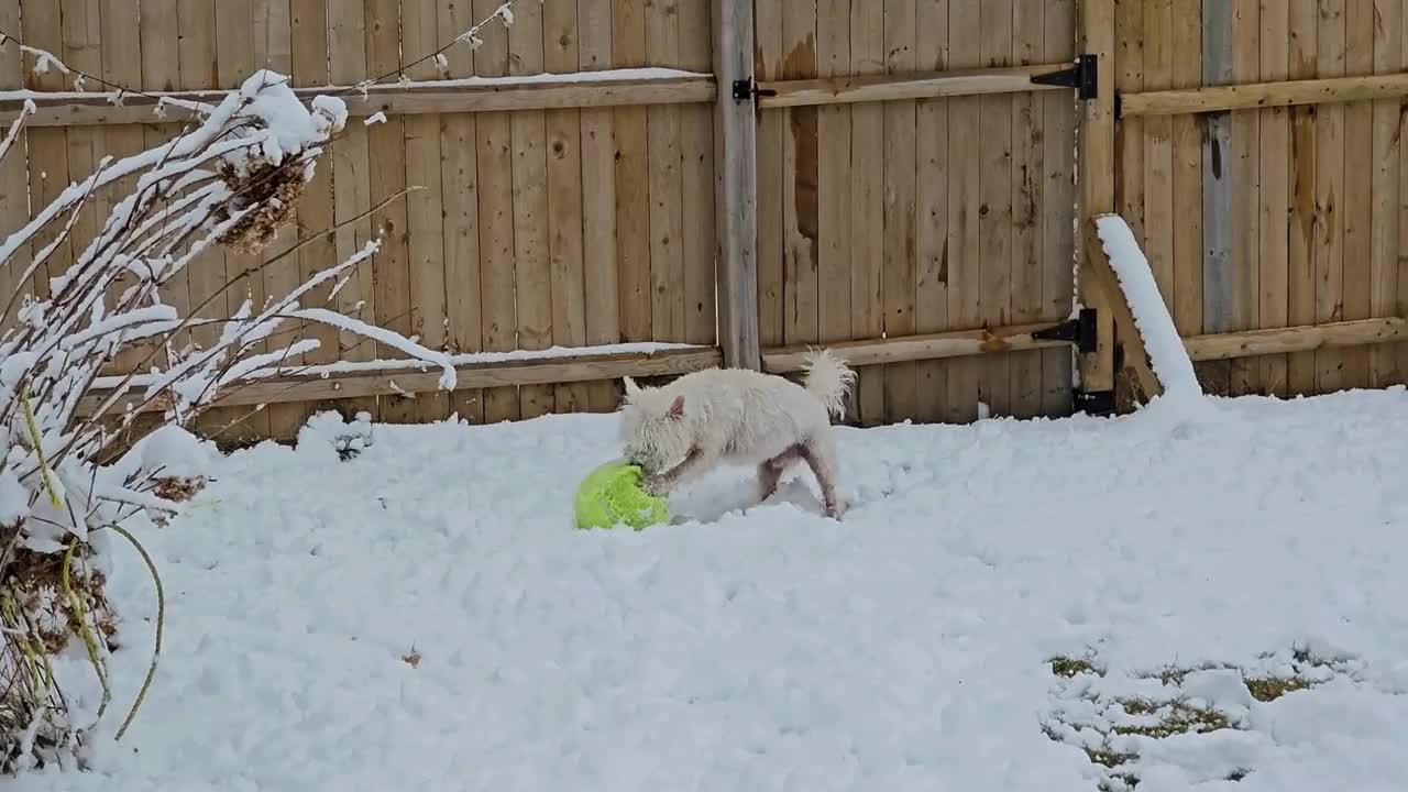 小威在雪地里玩球视频素材