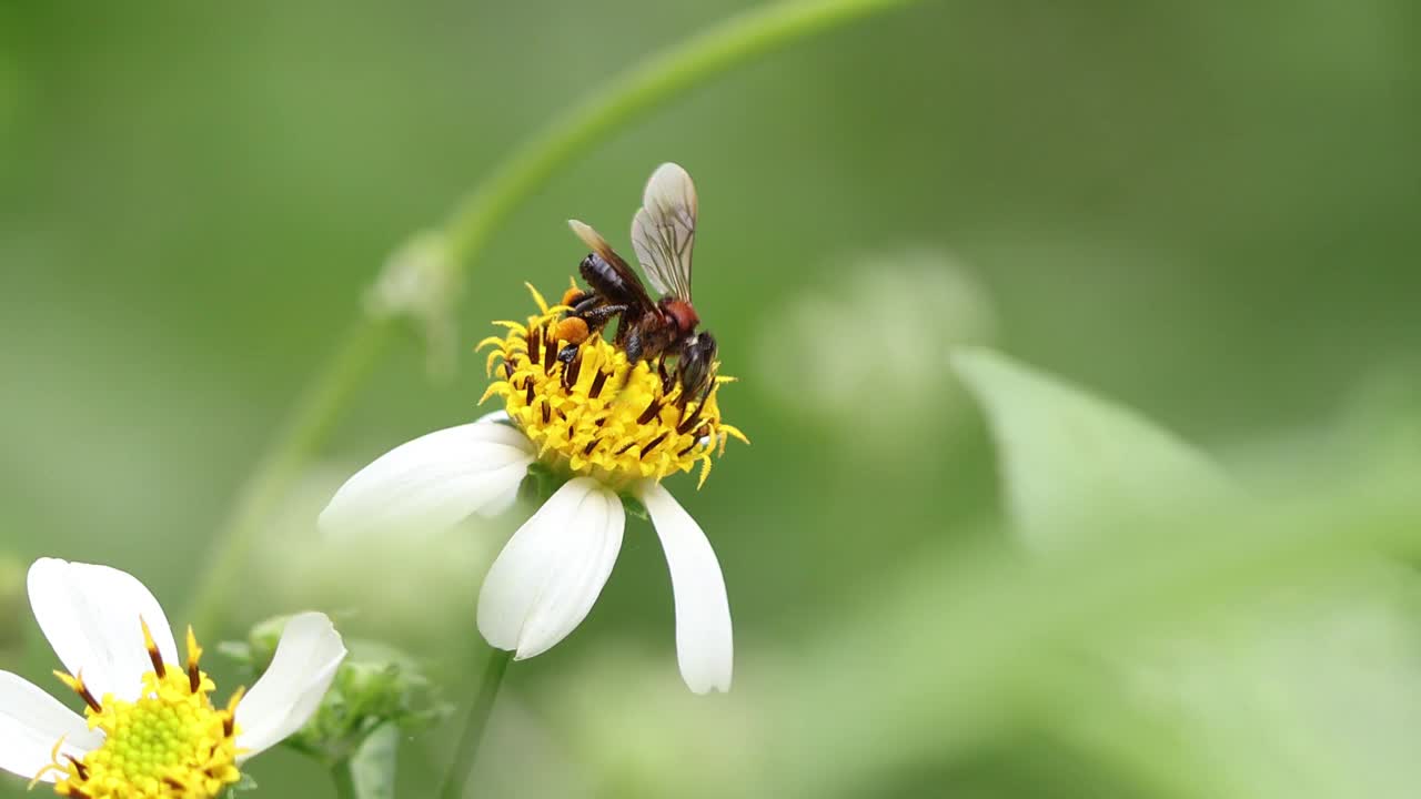 昆虫和花朵。视频下载