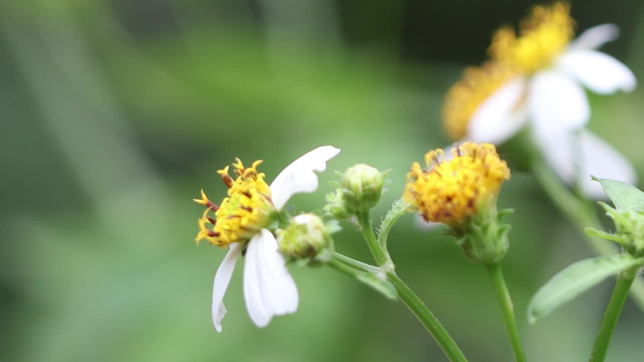 花园里的花。视频下载