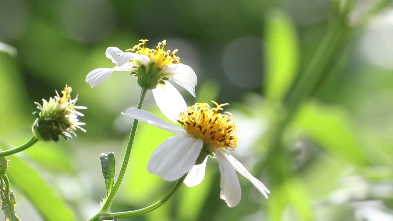 花园里的花。视频下载