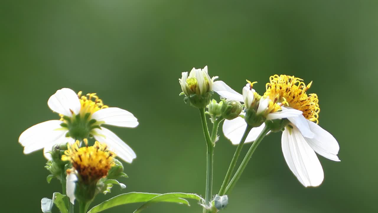 花园里的花。视频下载