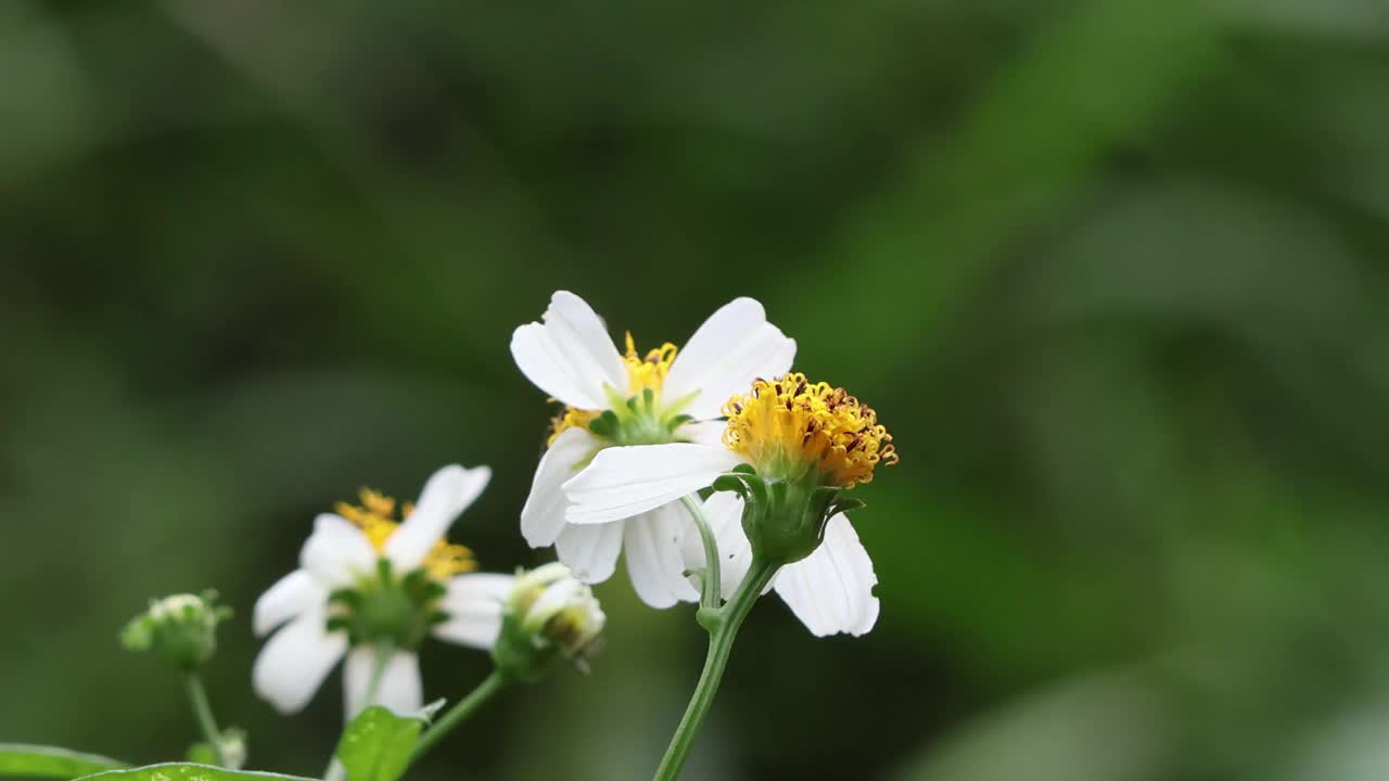 昆虫和花朵。视频下载