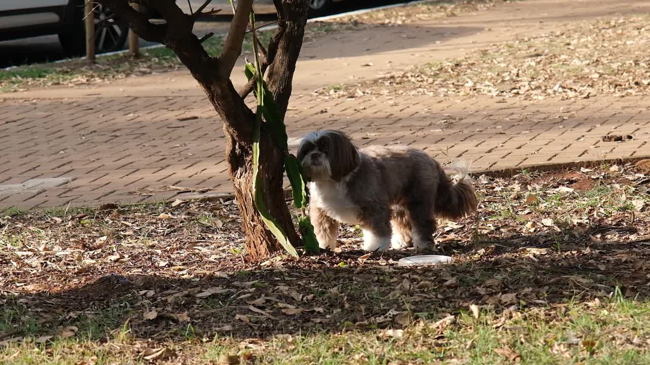 在一个阳光明媚的日子里，一只西施犬在公共广场上探索和玩耍。视频下载