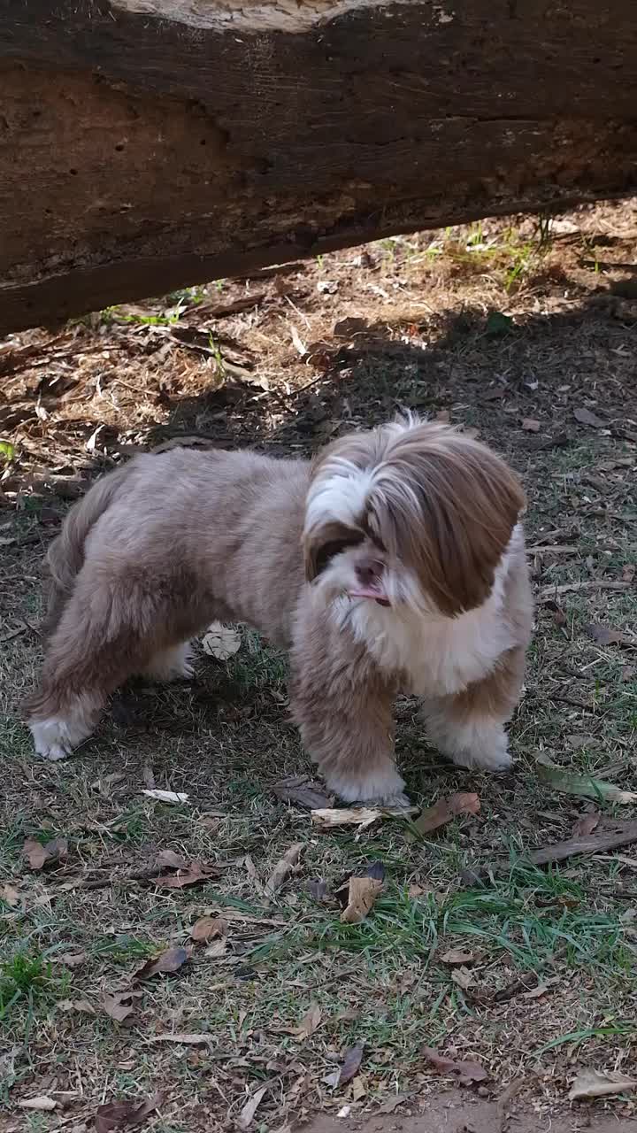 在一个阳光明媚的日子里，一只西施犬在公共广场上探索和玩耍。视频素材