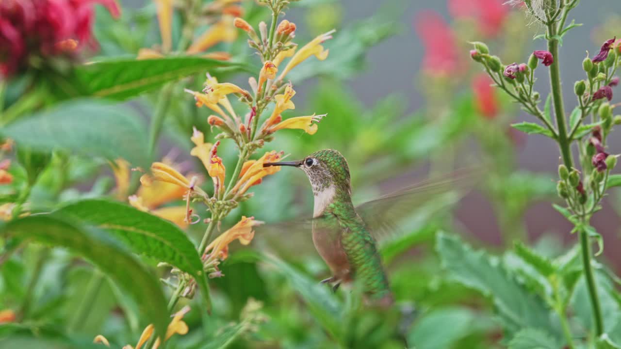 喝花蜜的蜂鸟视频素材