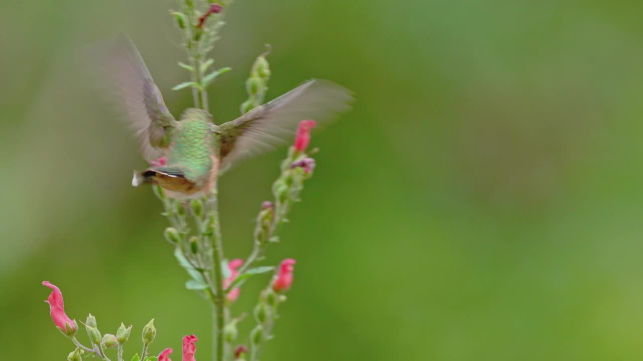 喝花蜜的蜂鸟视频素材