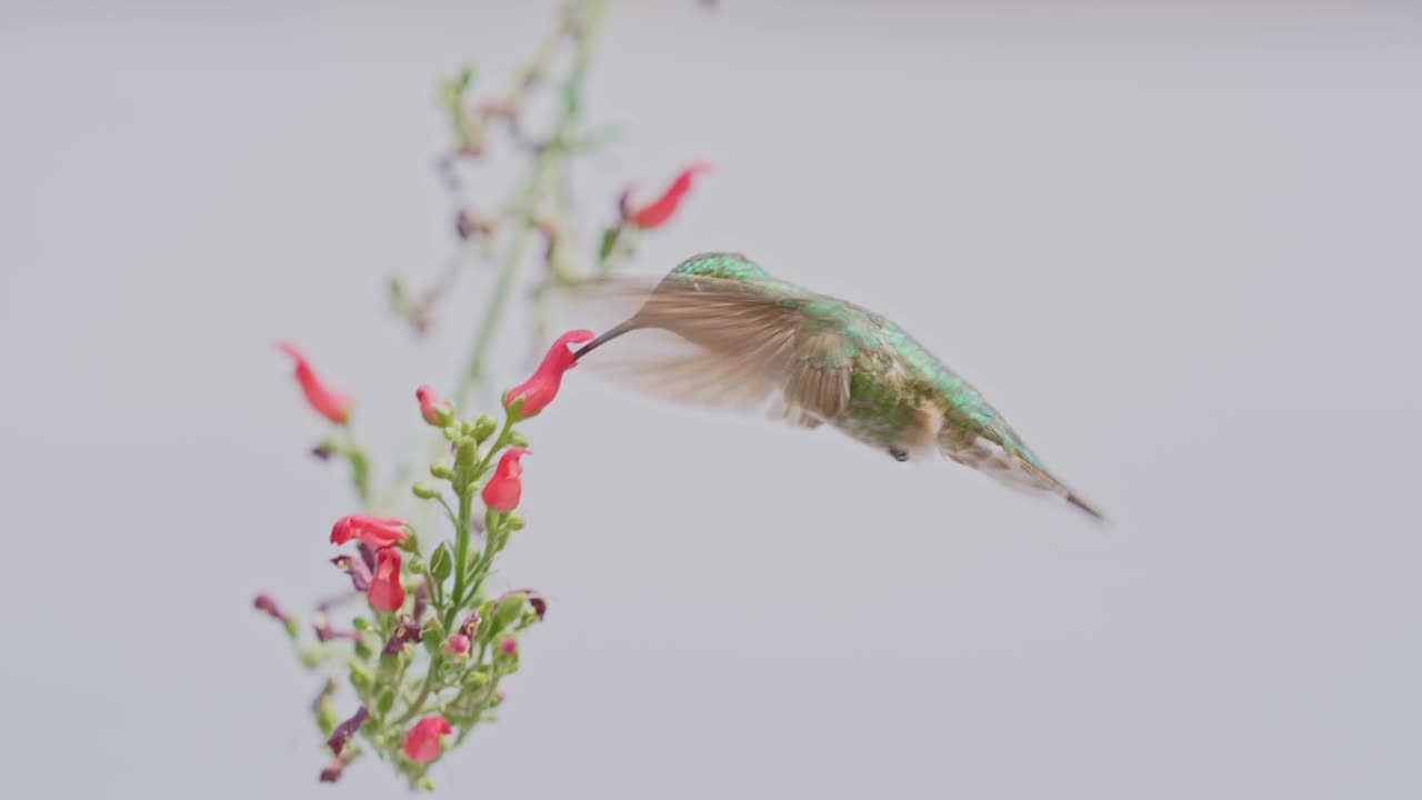 喝花蜜的蜂鸟视频素材