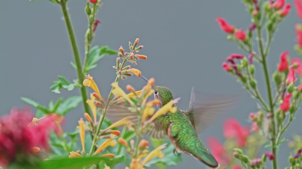 喝花蜜的蜂鸟视频素材