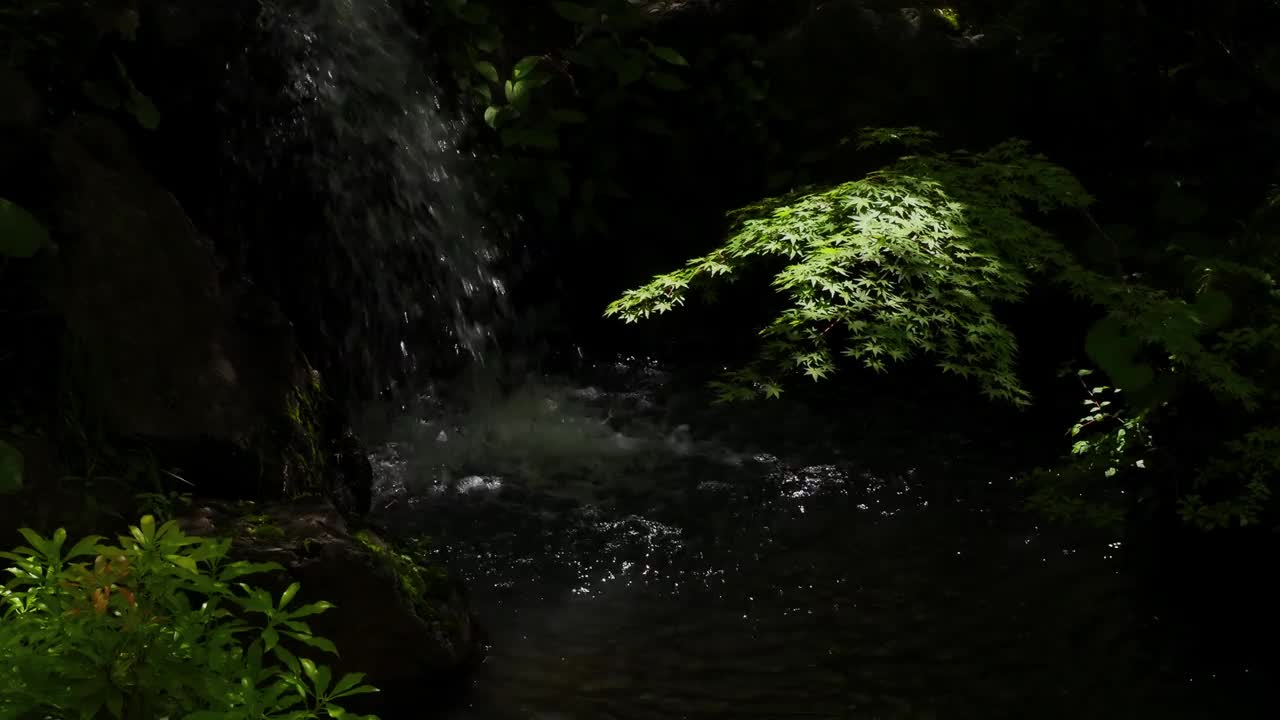 新鲜的绿叶和小河视频素材