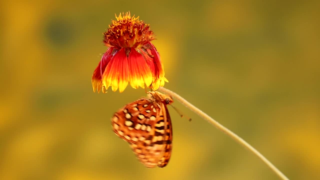 花上的蝴蝶视频下载