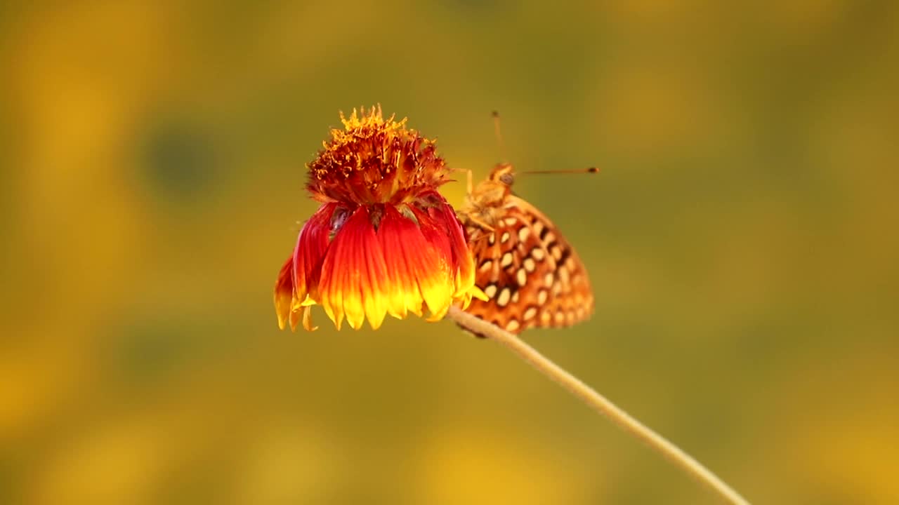 花上的蝴蝶视频下载