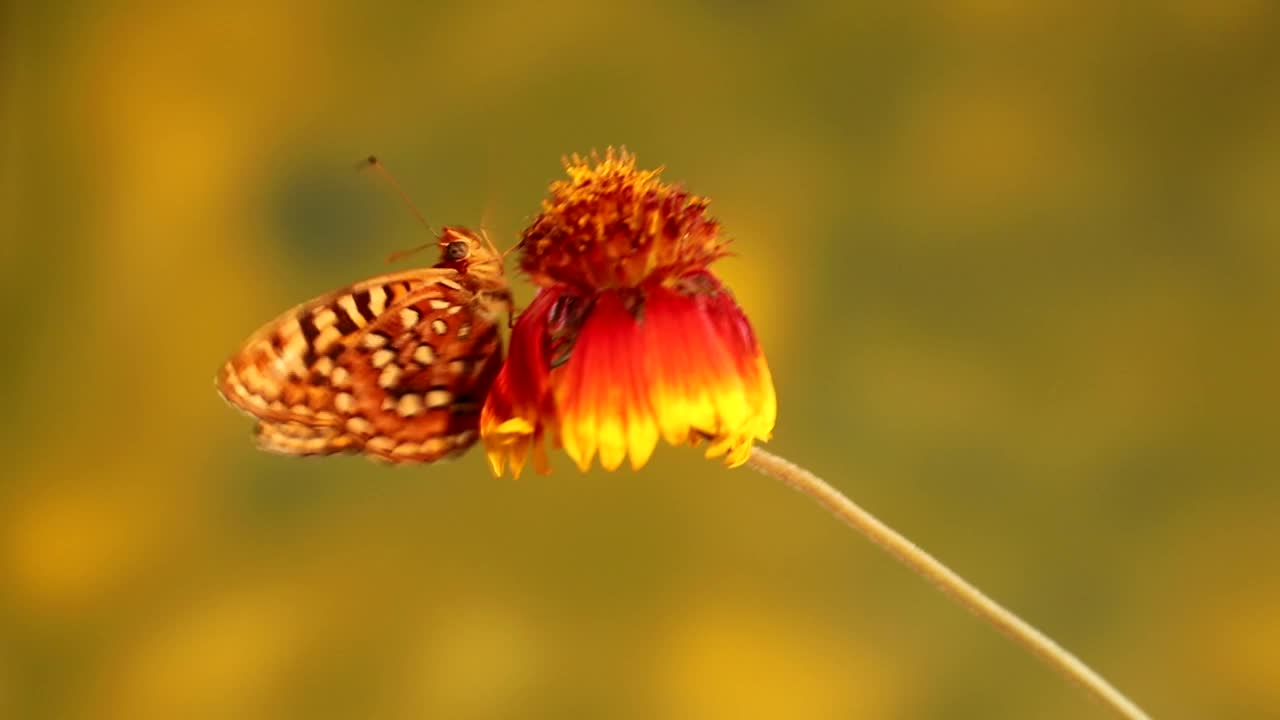 花上的蝴蝶视频下载