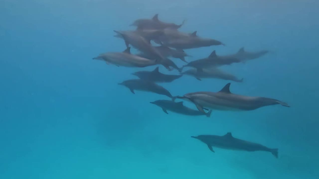 一群海豚在水下快速游动，浮出水面呼吸视频素材