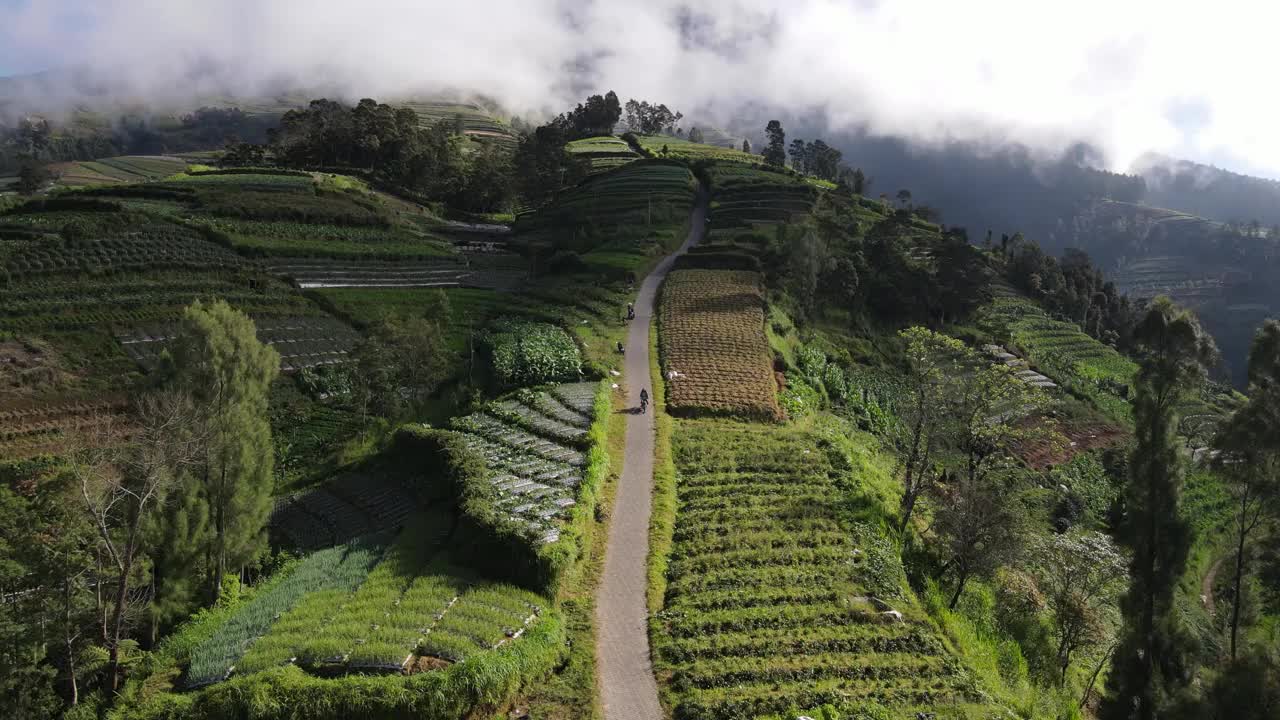 鸟瞰图:一条笔直的道路穿过印度尼西亚中爪哇岛松宾山山坡上的果园。视频素材