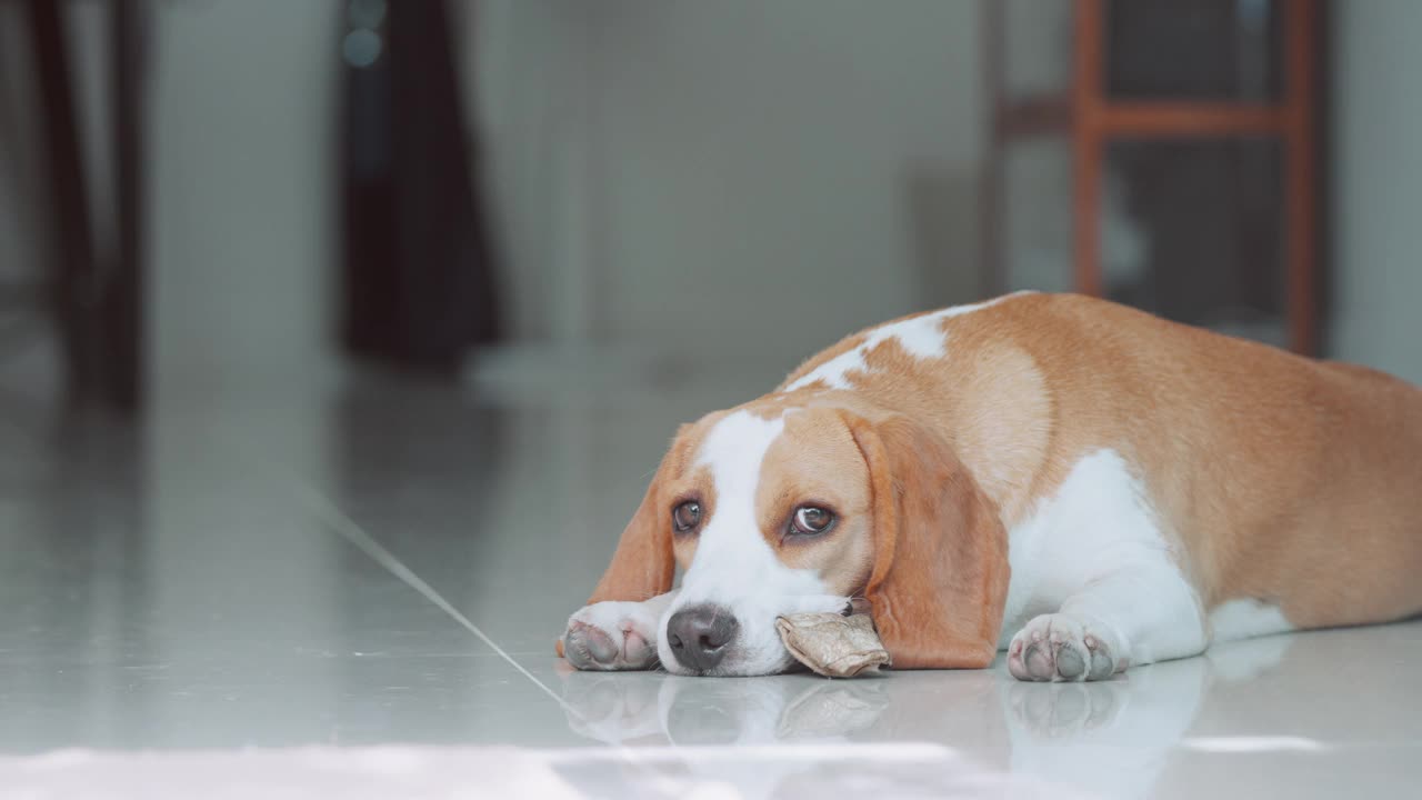 一只可爱的小猎犬小狗睡在房子的地板上。爱狗人士概念视频素材