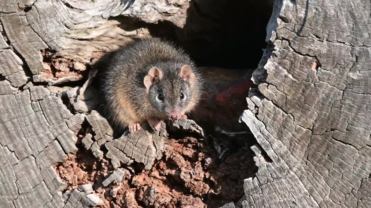 黄足蜈蚣(antechinus flavipes)视频素材