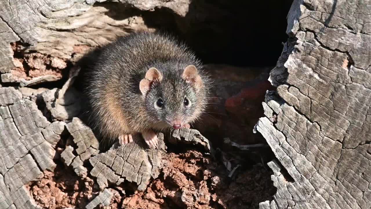 黄足蜈蚣(antechinus flavipes)视频下载