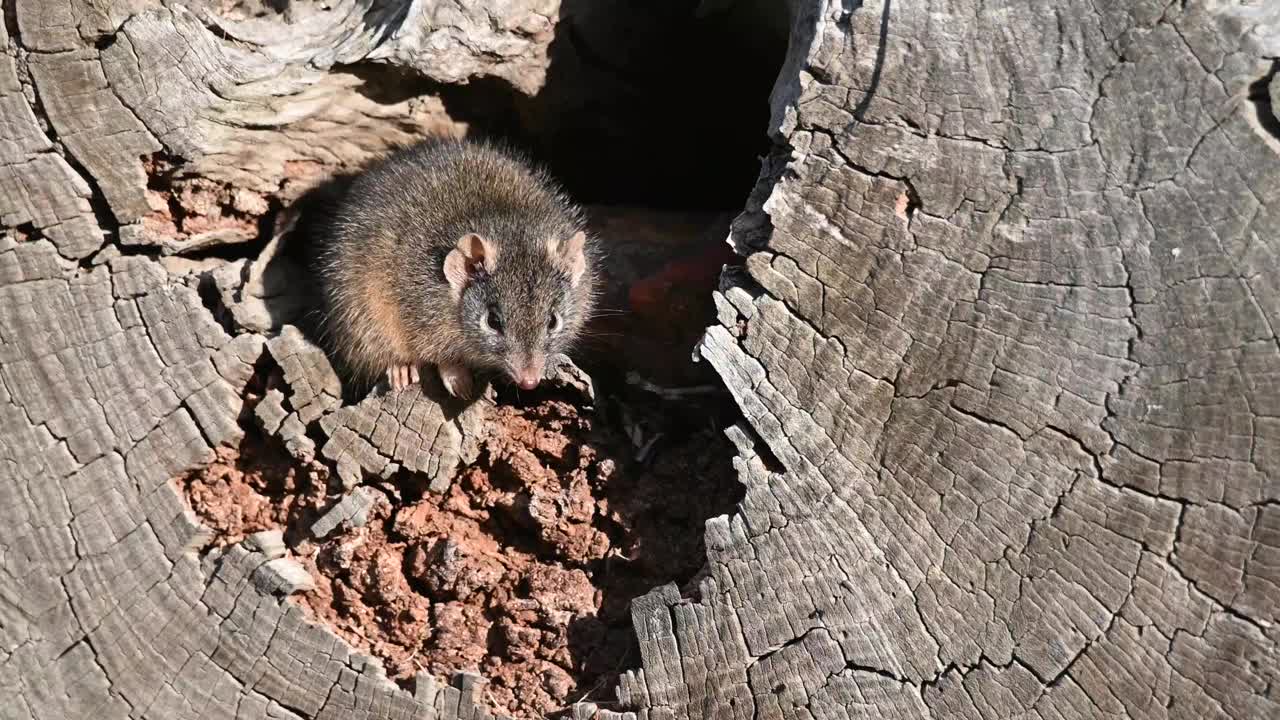 黄足蜈蚣(antechinus flavipes)视频素材