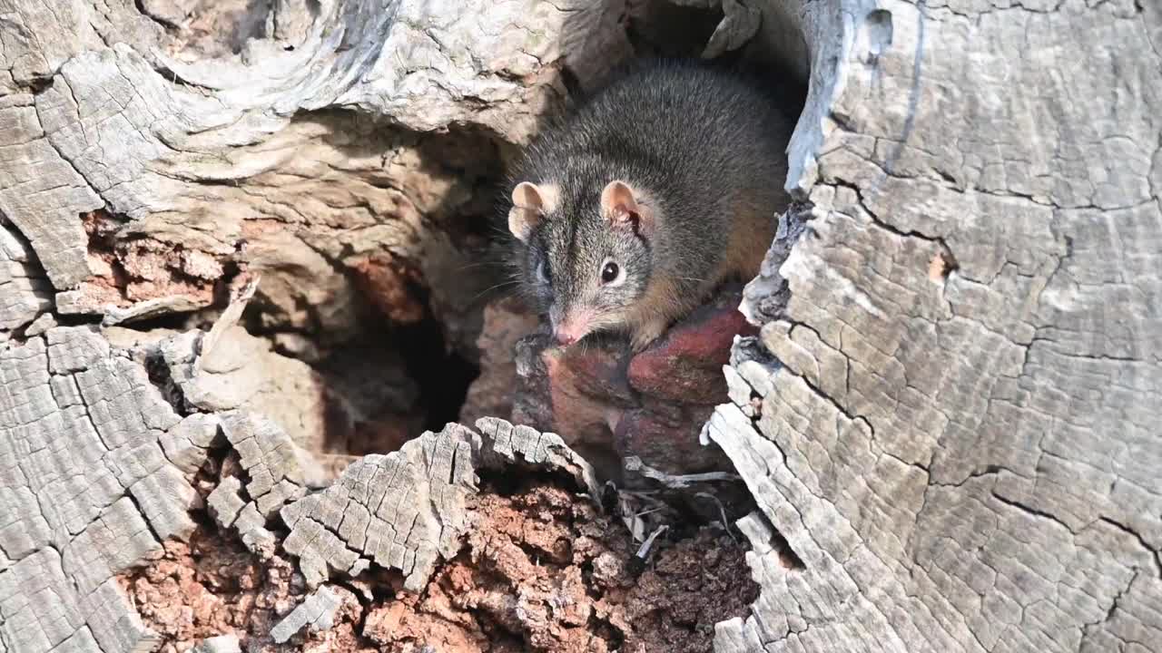 黄足蜈蚣(antechinus flavipes)视频素材