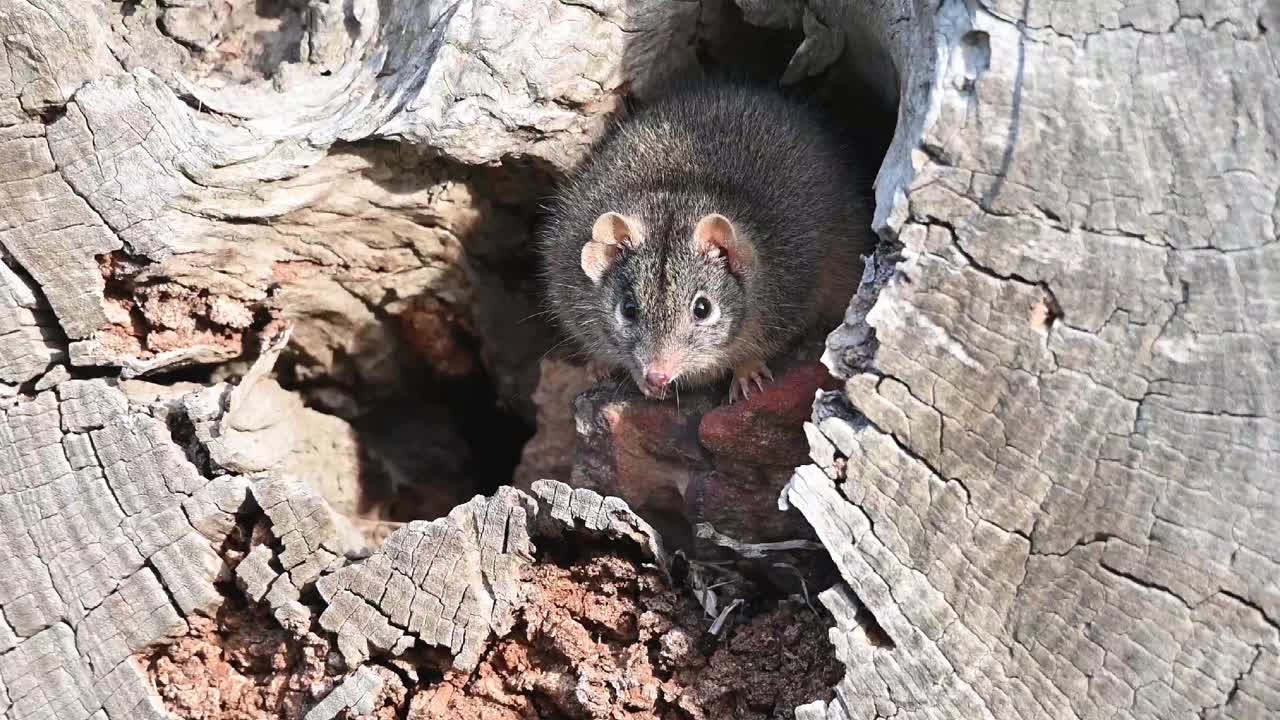 黄足蜈蚣(antechinus flavipes)视频下载