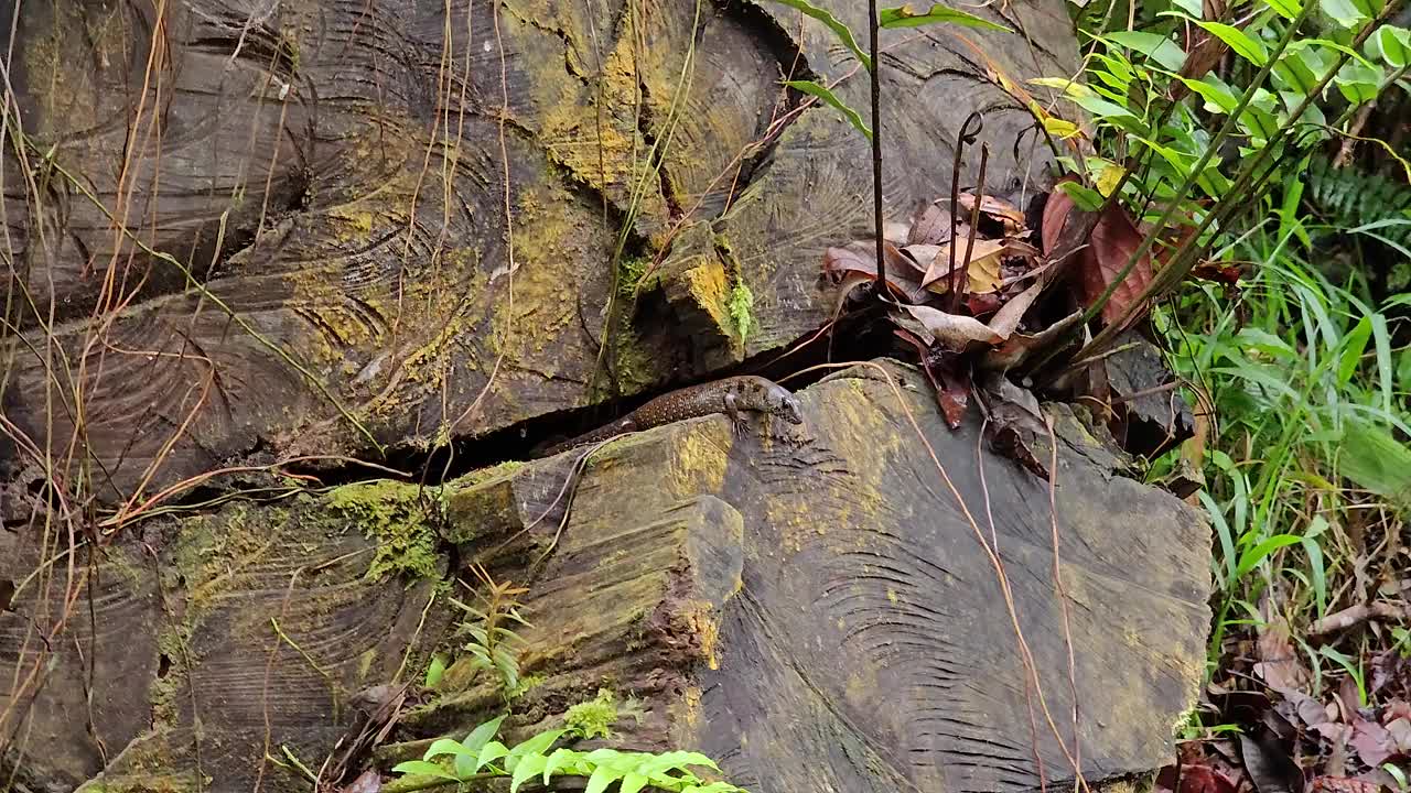 热带雨林长满苔藓的木头上的斑点森林小蜥蜴。马来西亚弗雷泽山森林里的斑点蜥蜴。蜥蜴科蜥蜴的一种视频素材