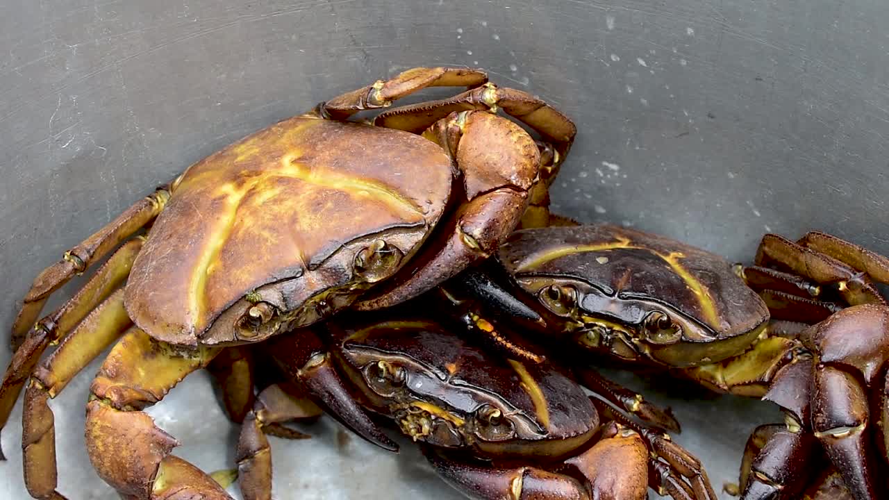 河流淡水蟹，淡水蟹或地蟹视频素材