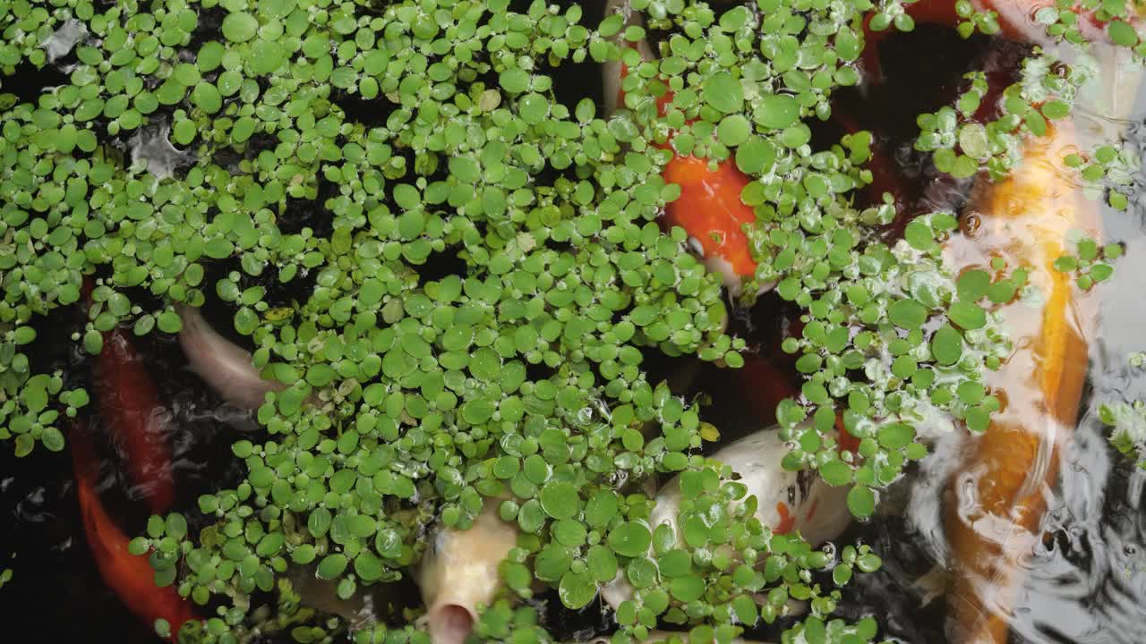 五颜六色的锦鲤在绿色植物的池塘里游泳。视频素材