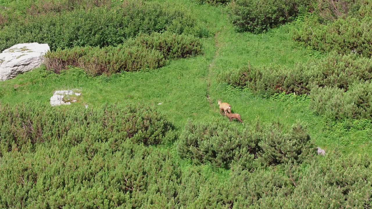 母羚羊和小羚羊在阿尔卑斯山的草地上散步视频下载