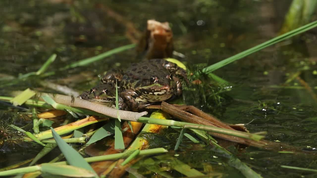 两只沼泽蛙(Pelophylax ridibundus)夏天在河边的芦苇上休息。视频下载