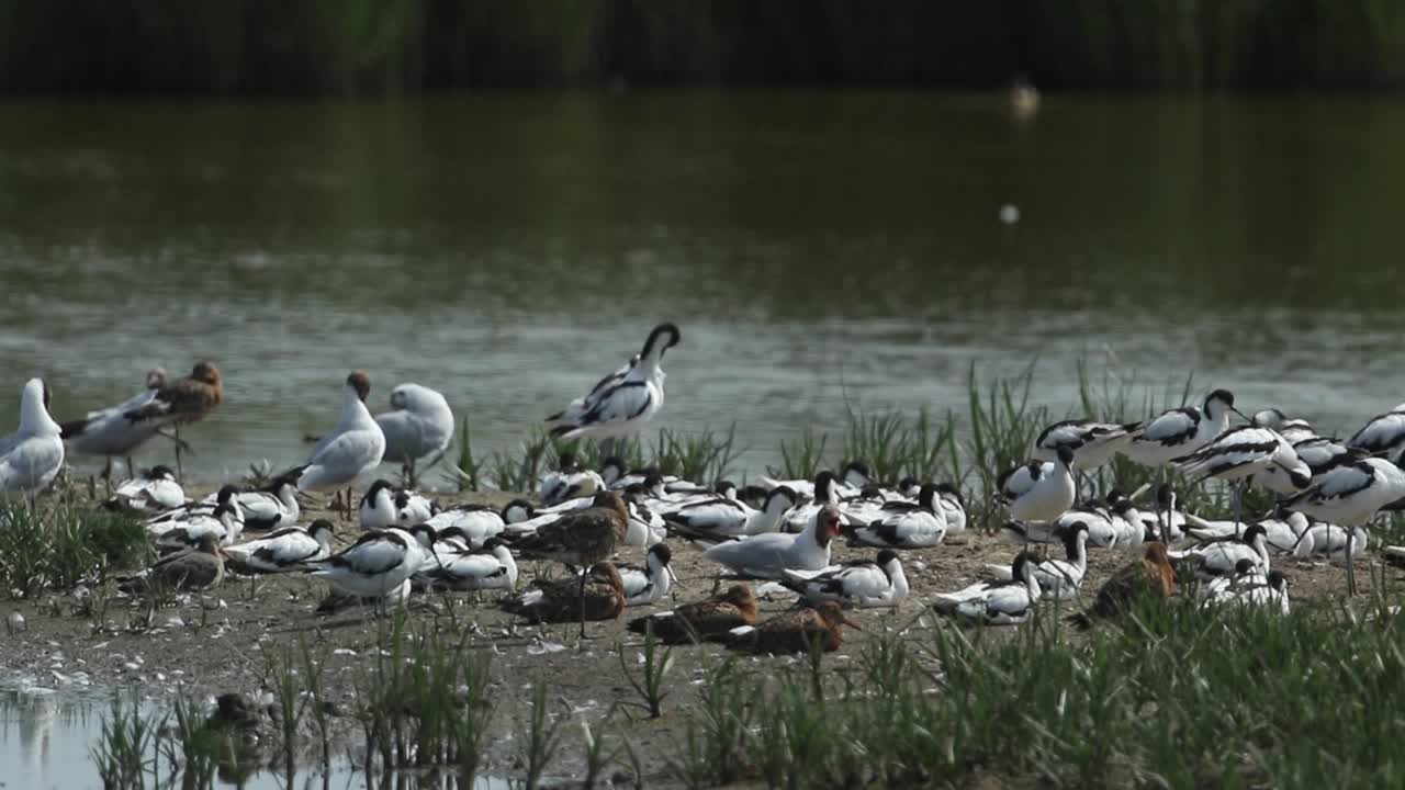 鳄梨，Recurvirostra avosetta，黑尾鹬，Limosa Limosa，和黑头鸥，Chroicocephalus ridibundus，在湖中央的一个岛上休息和梳理。视频下载