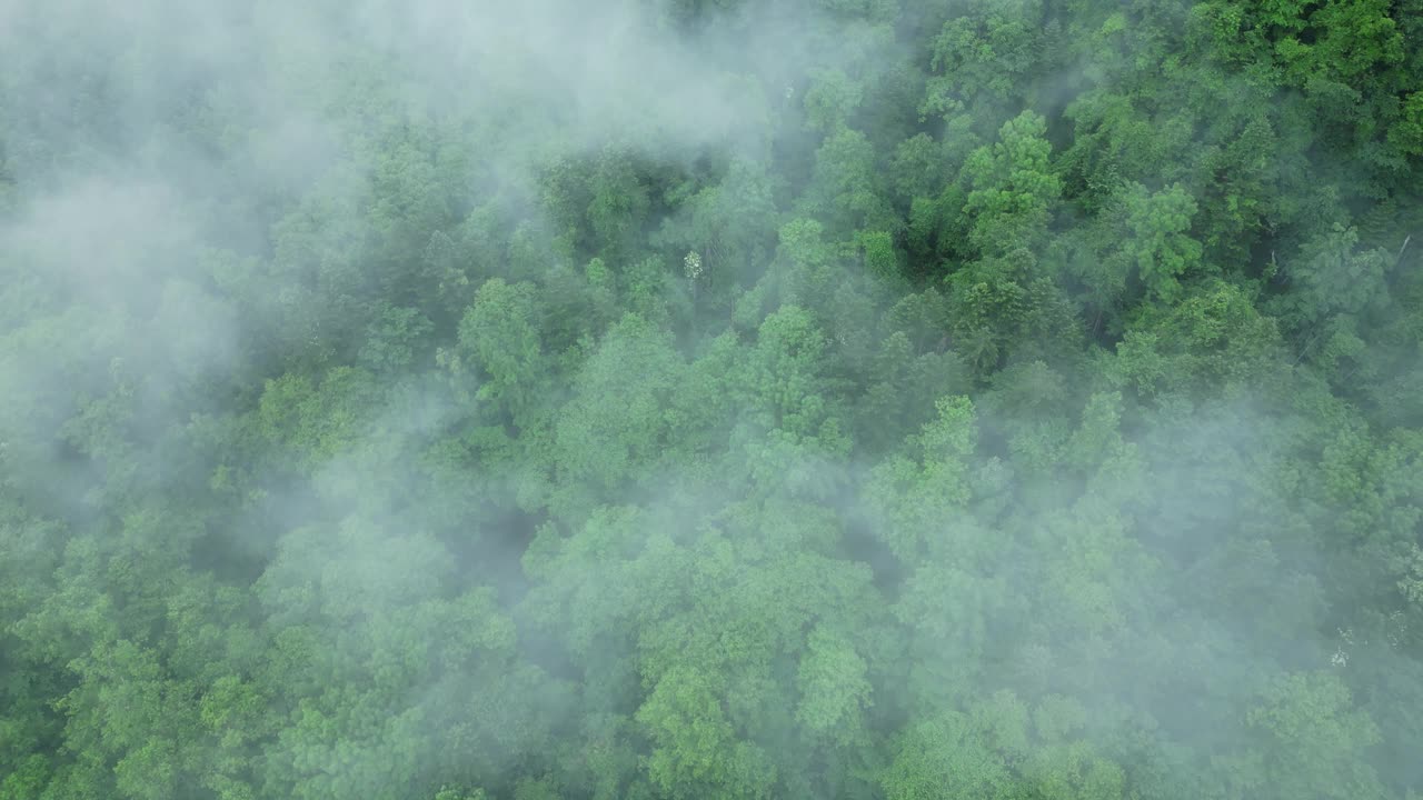 日本北海道富良野的森林视频下载