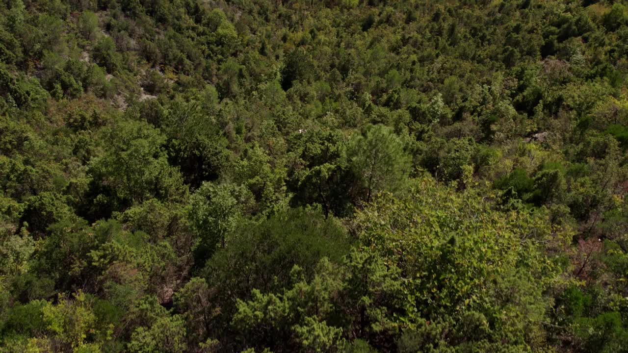 俯瞰宁静的斯卡达尔湖与郁郁葱葱的绿色，黑山。视频素材