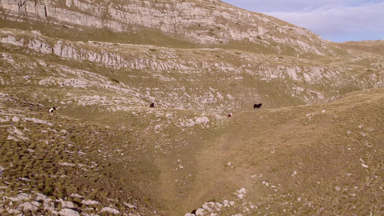 从空中俯瞰的野生山脉和马吃草，黑山。视频素材